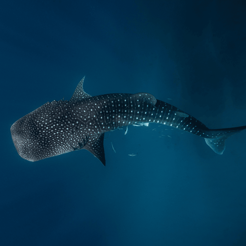 Whale-Shark-Ningaloo-Exmouth-Coral-Bay
