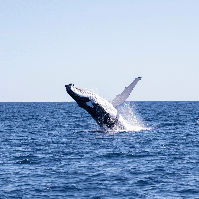 Humpback-Whale-Breaching-Coral-Coast