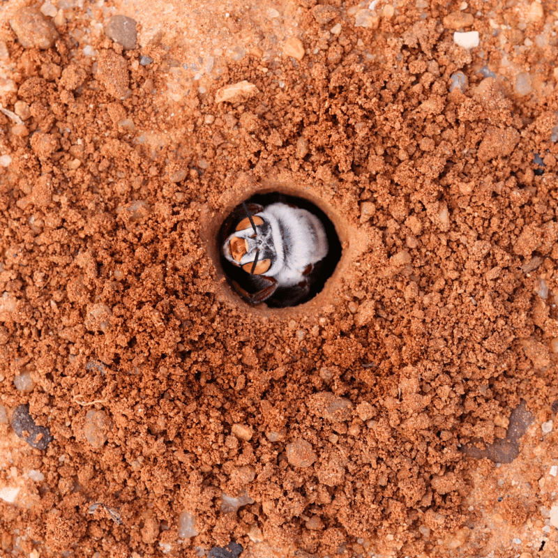 Bee-Carnarvon
