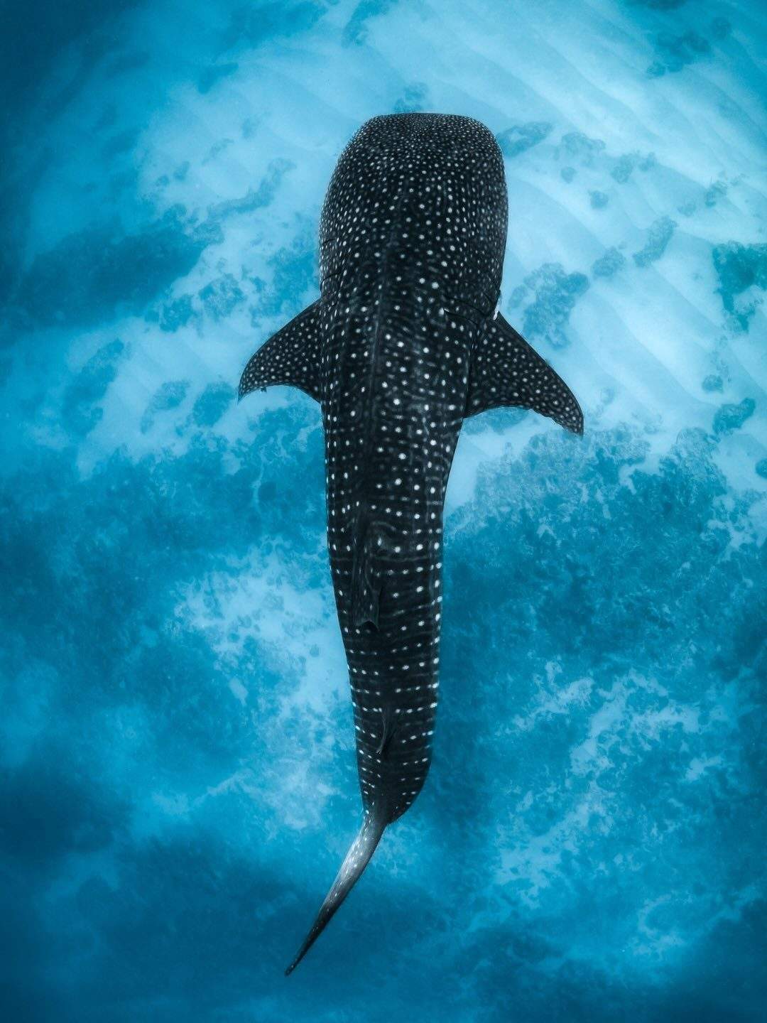 australiascoralcoast