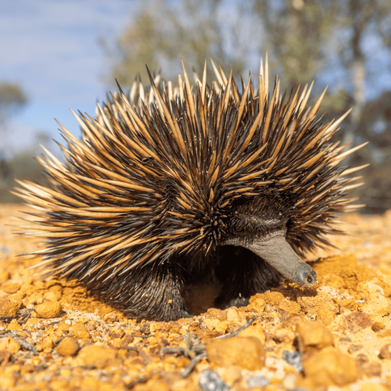 Echidna-Coral-Coast-Wildlife