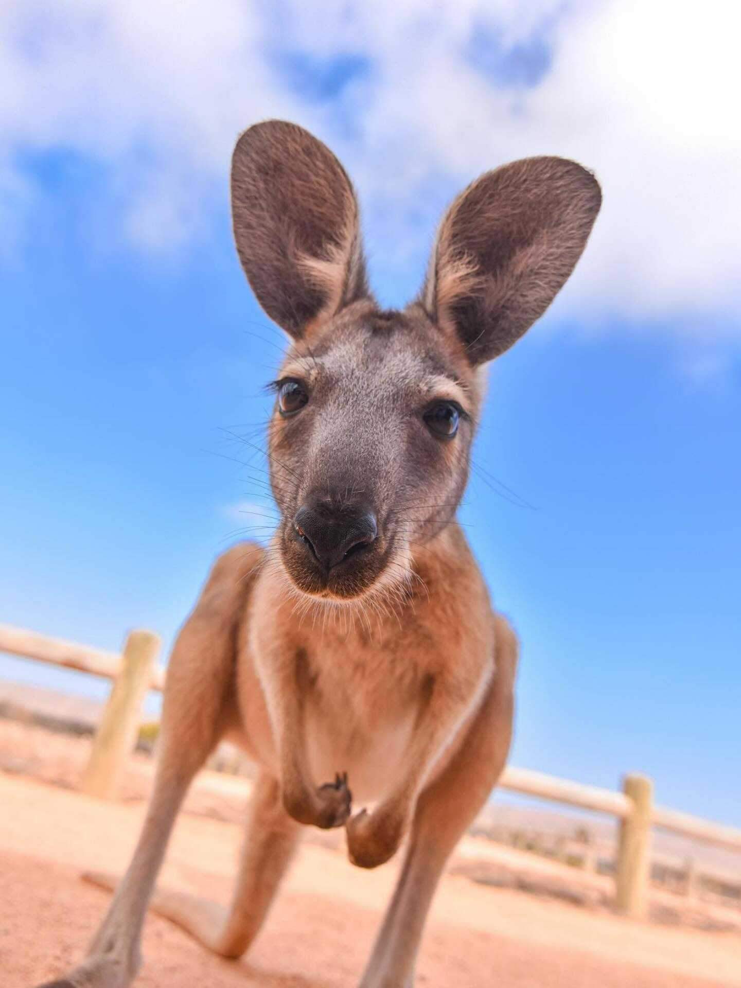 australiascoralcoast