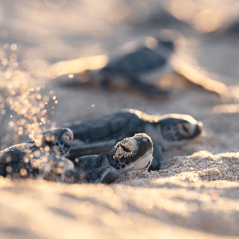 Turtle-Hatching-Ningaloo-Exmouth