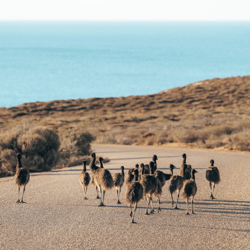 Kalbarri-Emus-Wildlife