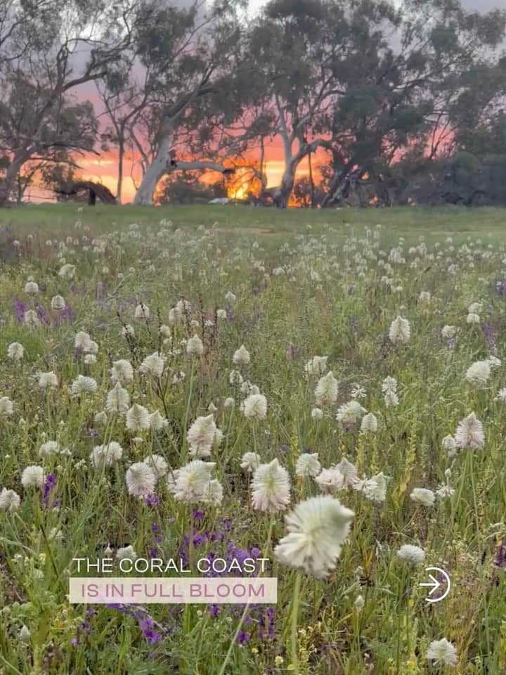 australiascoralcoast