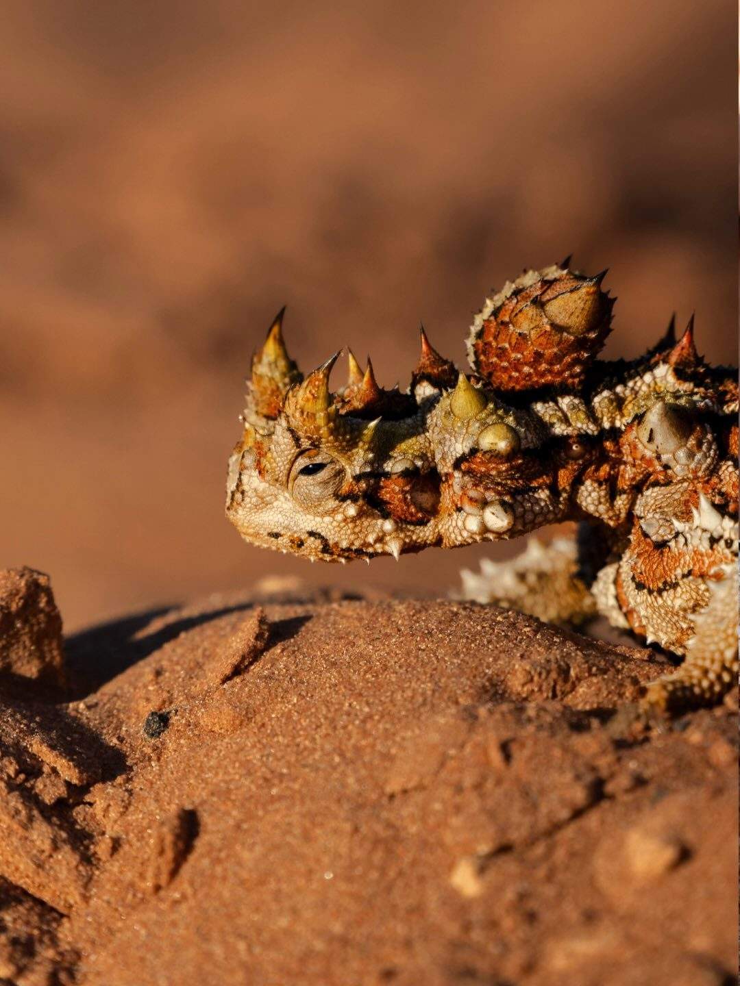 australiascoralcoast