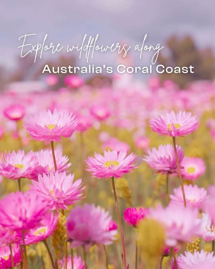 australiascoralcoast
