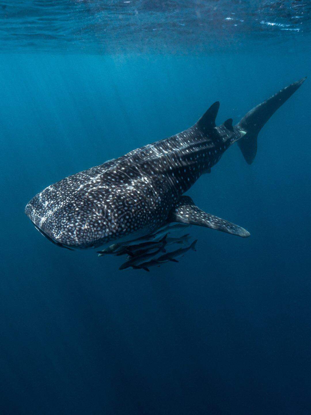 australiascoralcoast