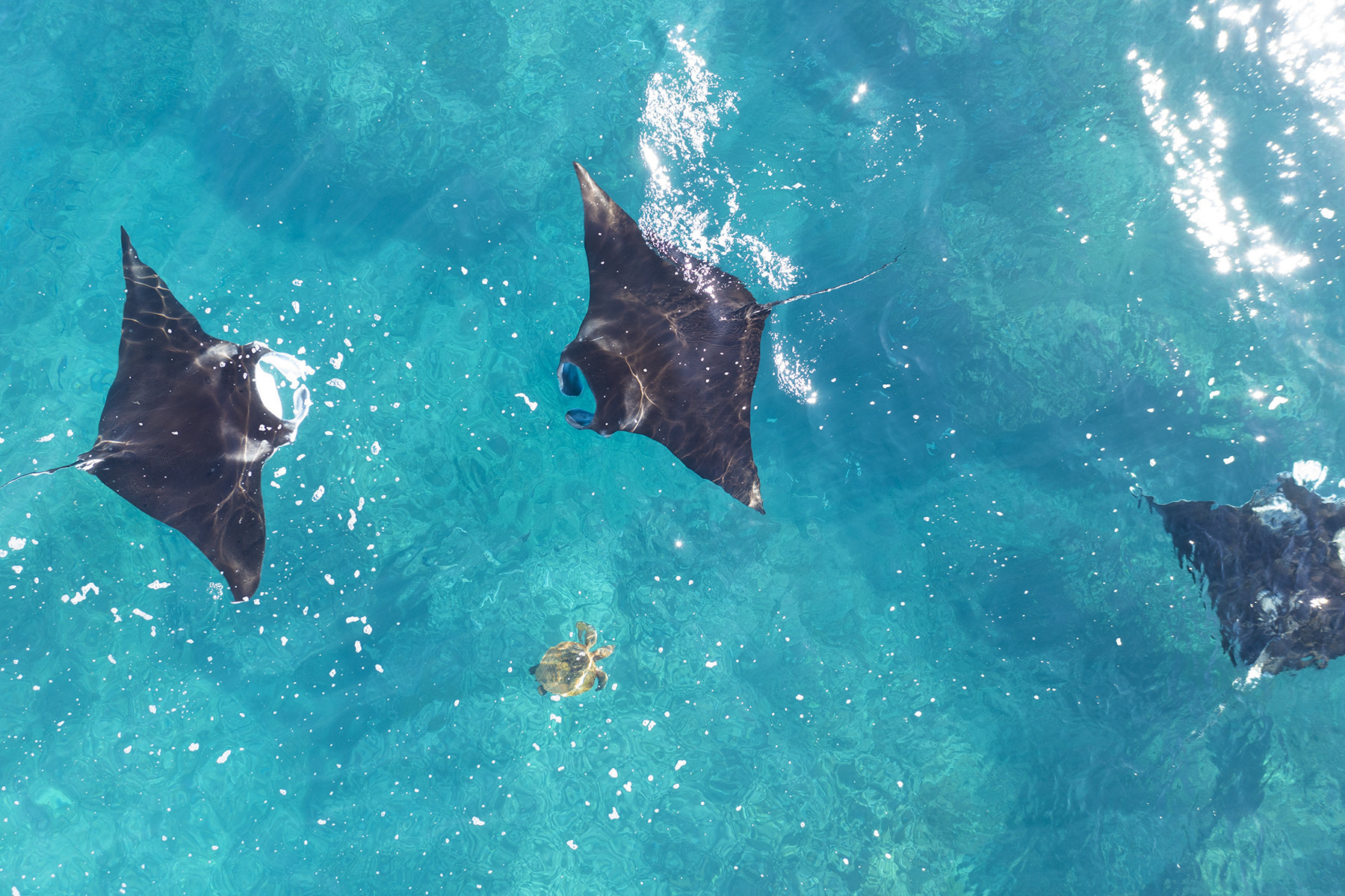 Swim with Manta Rays Coral Bay Western… Australia's Coral Coast