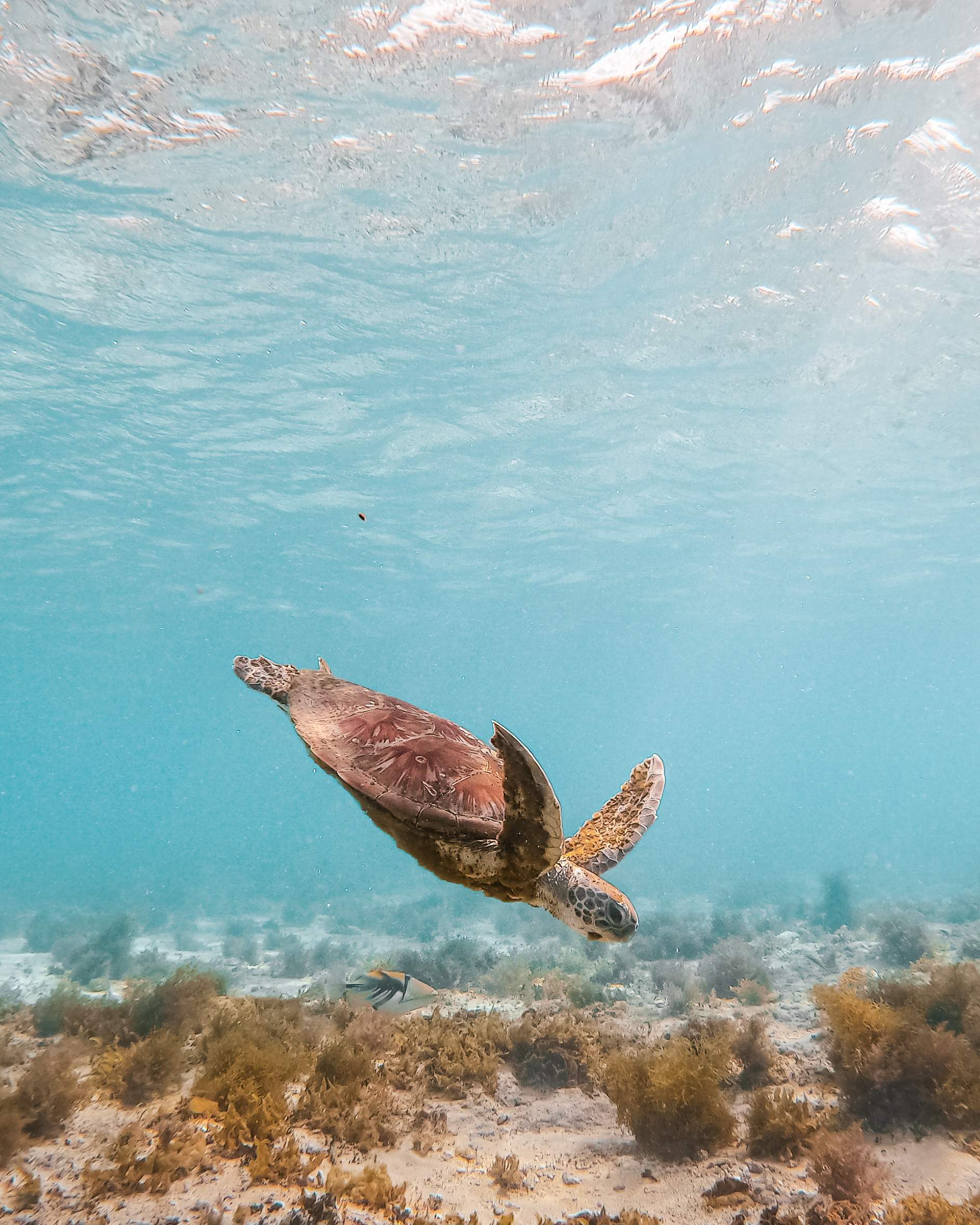 Turtle Breeding Season on Australia's Coral Coast