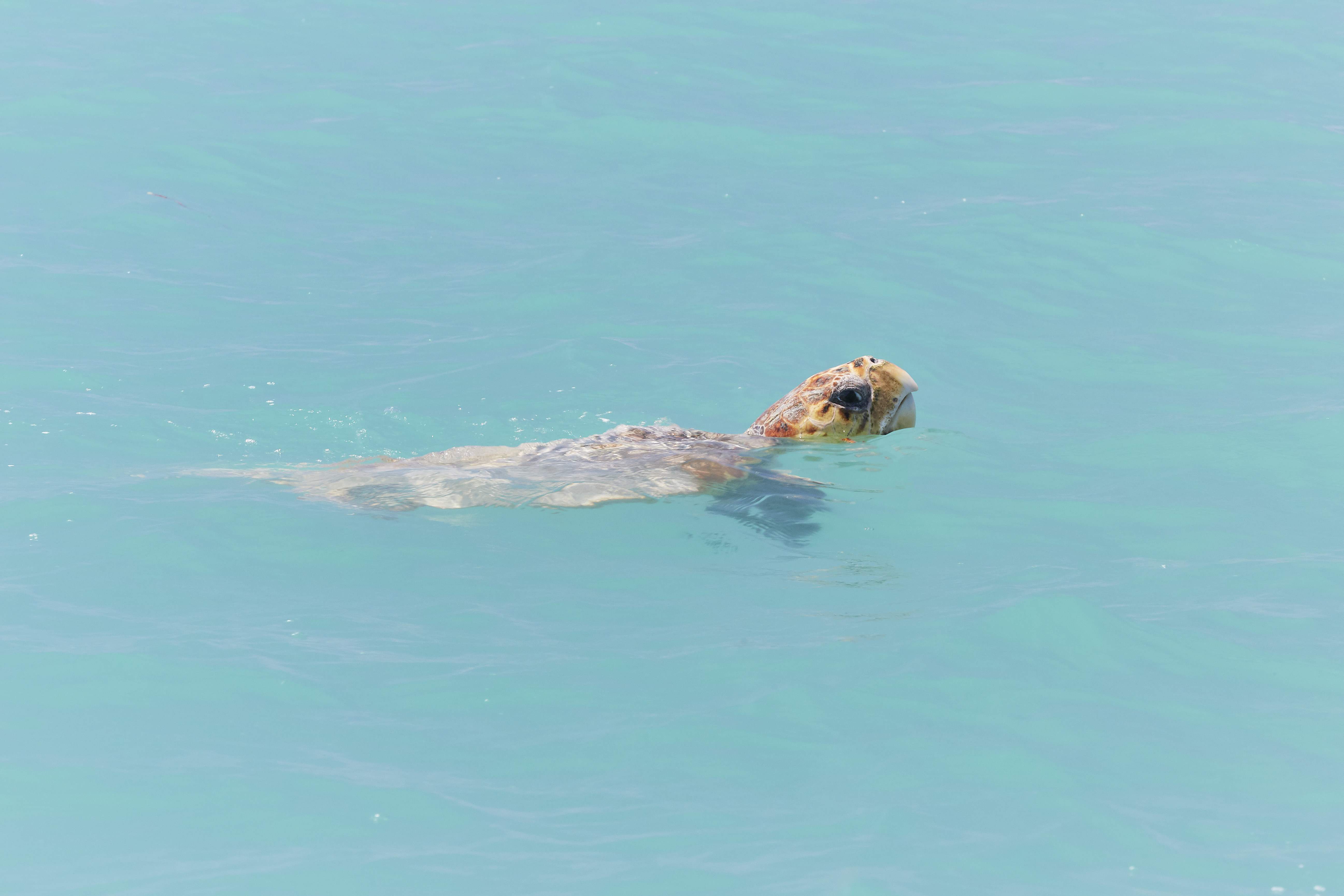Turtle Breeding Season on Australia's Coral Coast