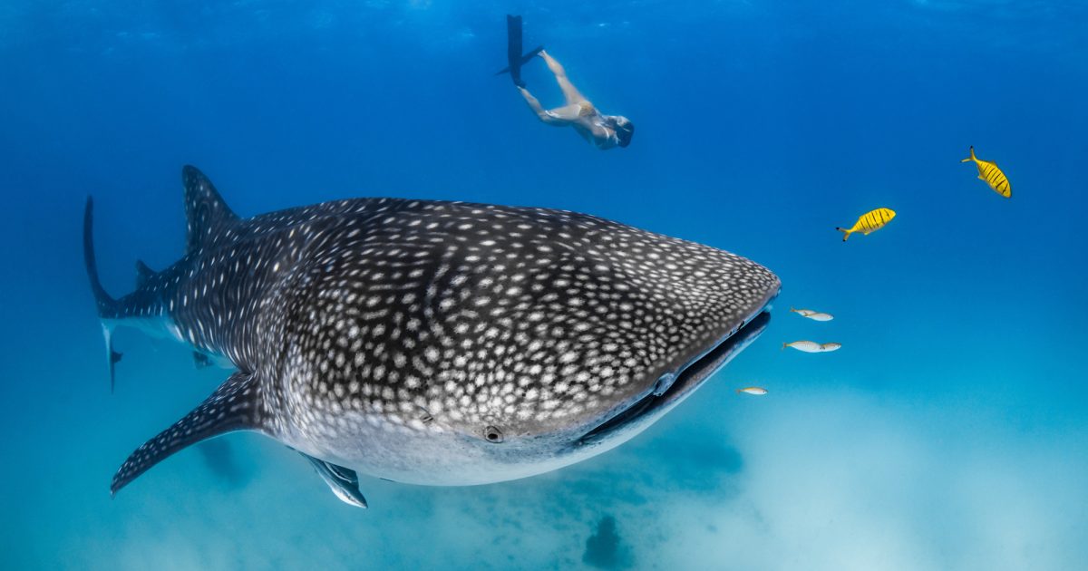Swimming with Whale Sharks in 2025 Australia s Coral Coast