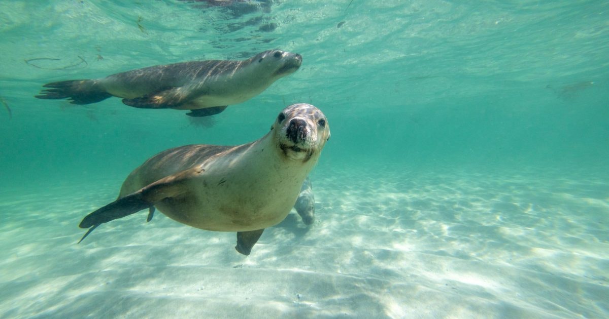 Jurien Bay Sea Lions - Tours & Cruises | Australia's Coral Coast