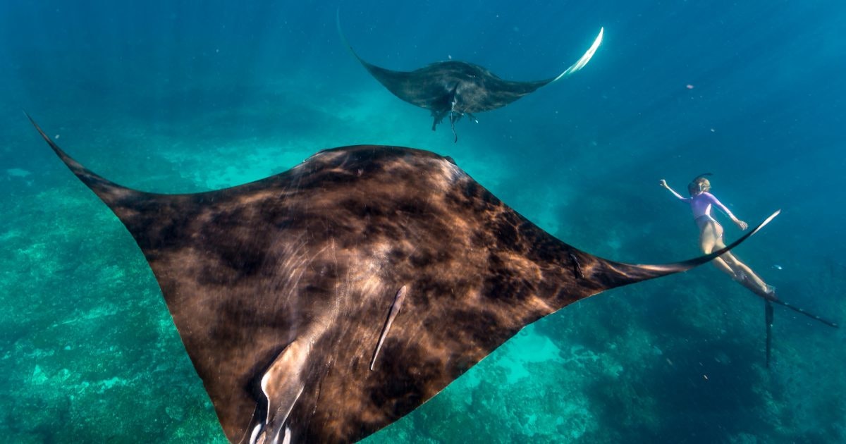 Swim with Manta Rays Coral Bay Western… Australia