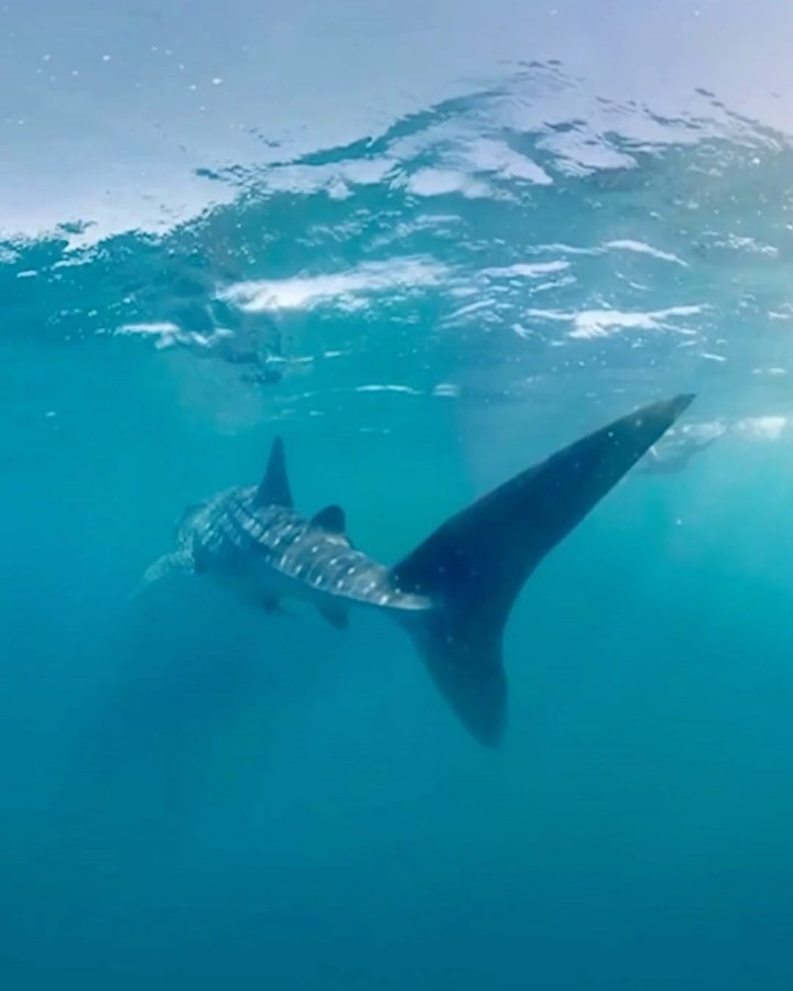 australiascoralcoast