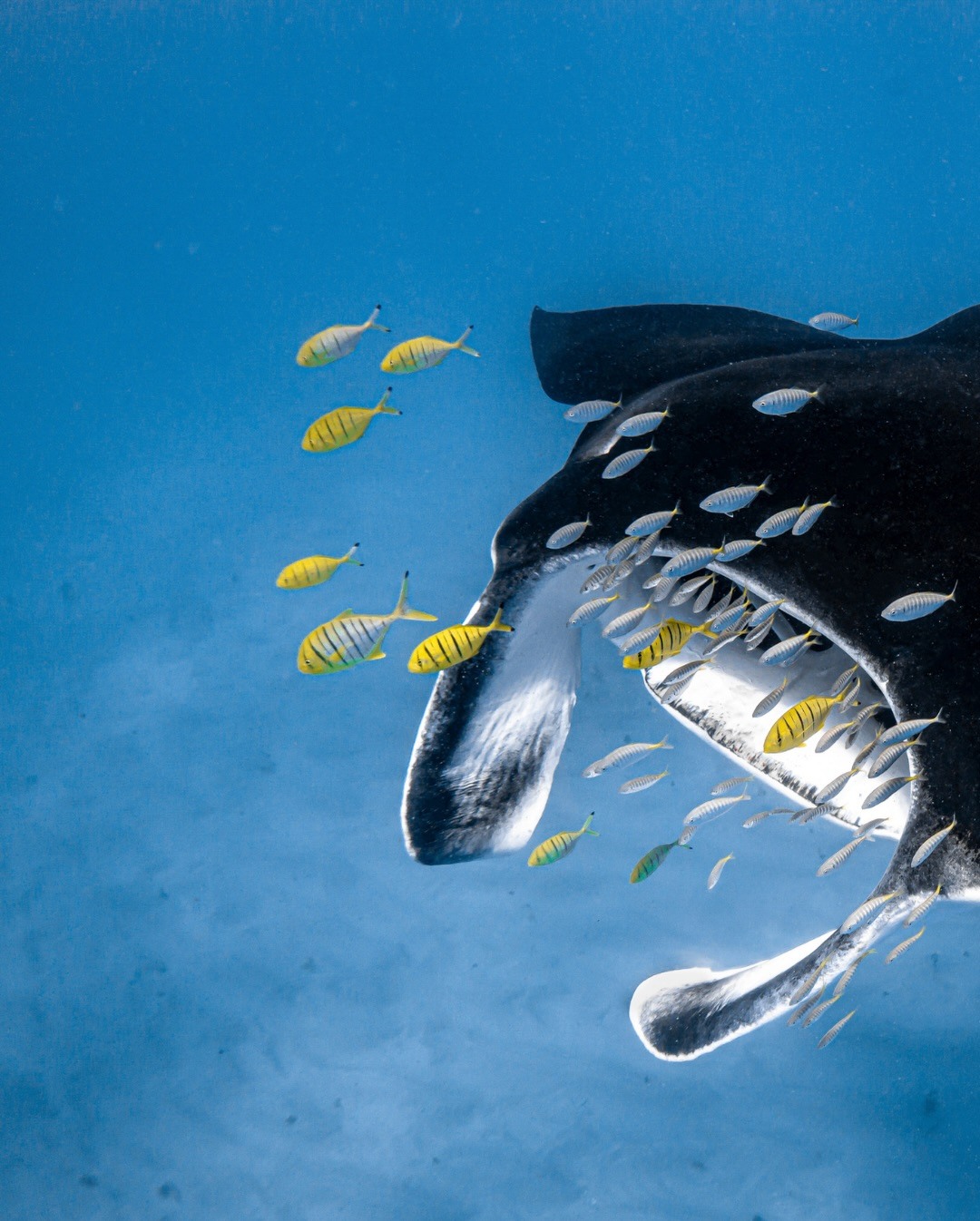 australiascoralcoast