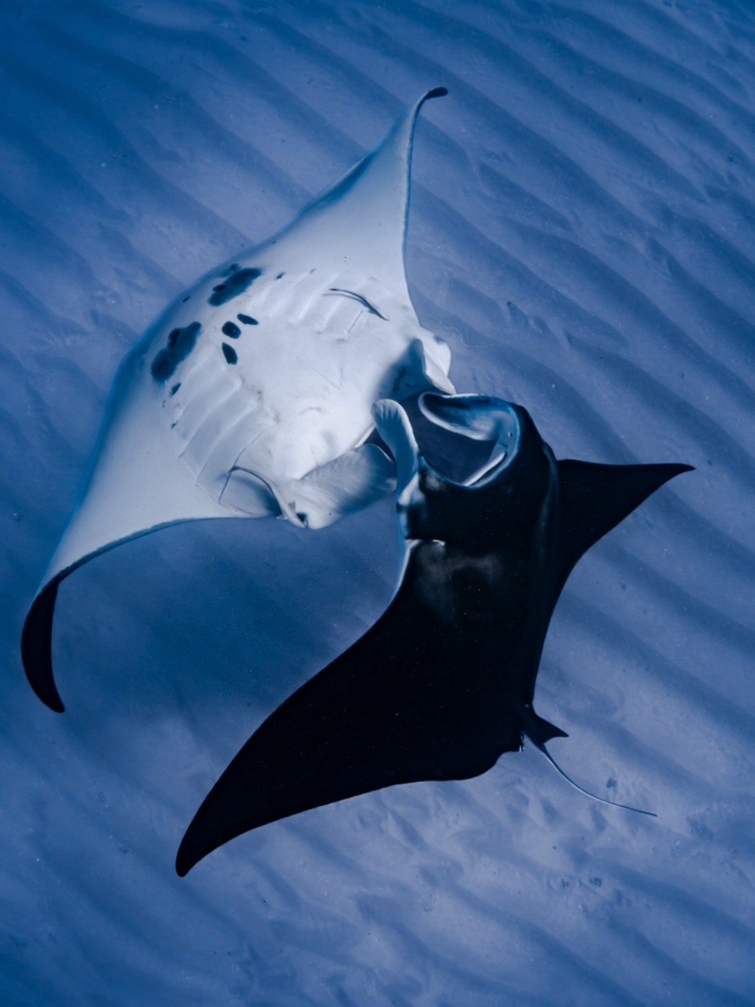 australiascoralcoast