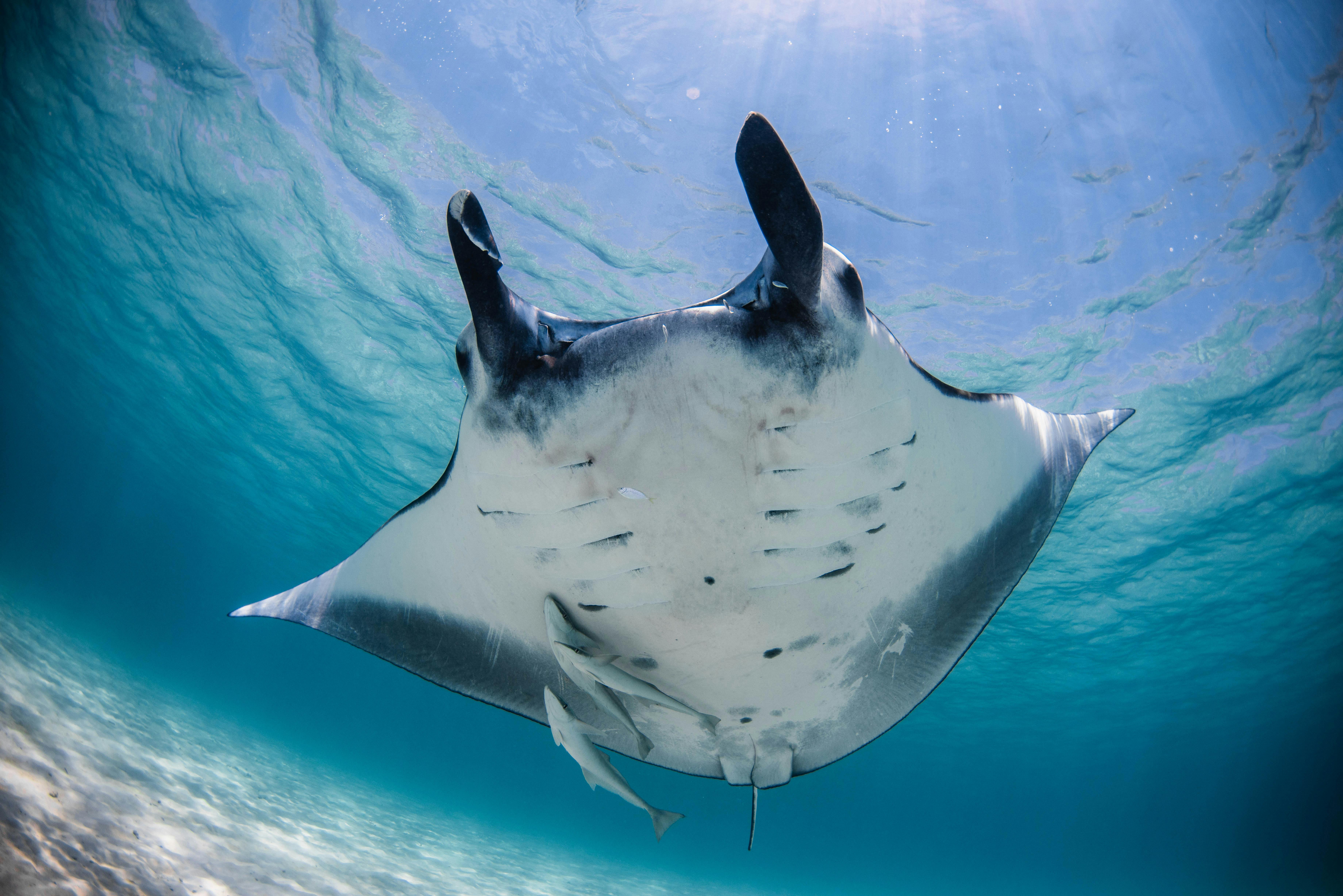 Swim with Manta Rays Coral Bay | Western… | Australia's Coral Coast