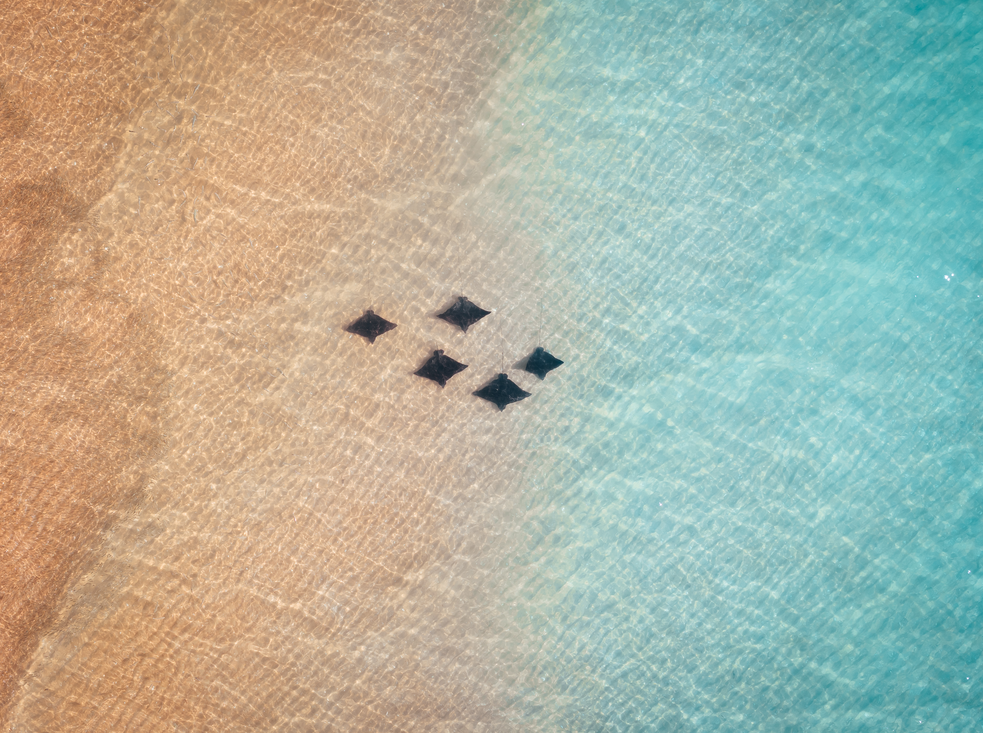 Cjmaddock Shark Bay Skipjack Stingrays High Res 01