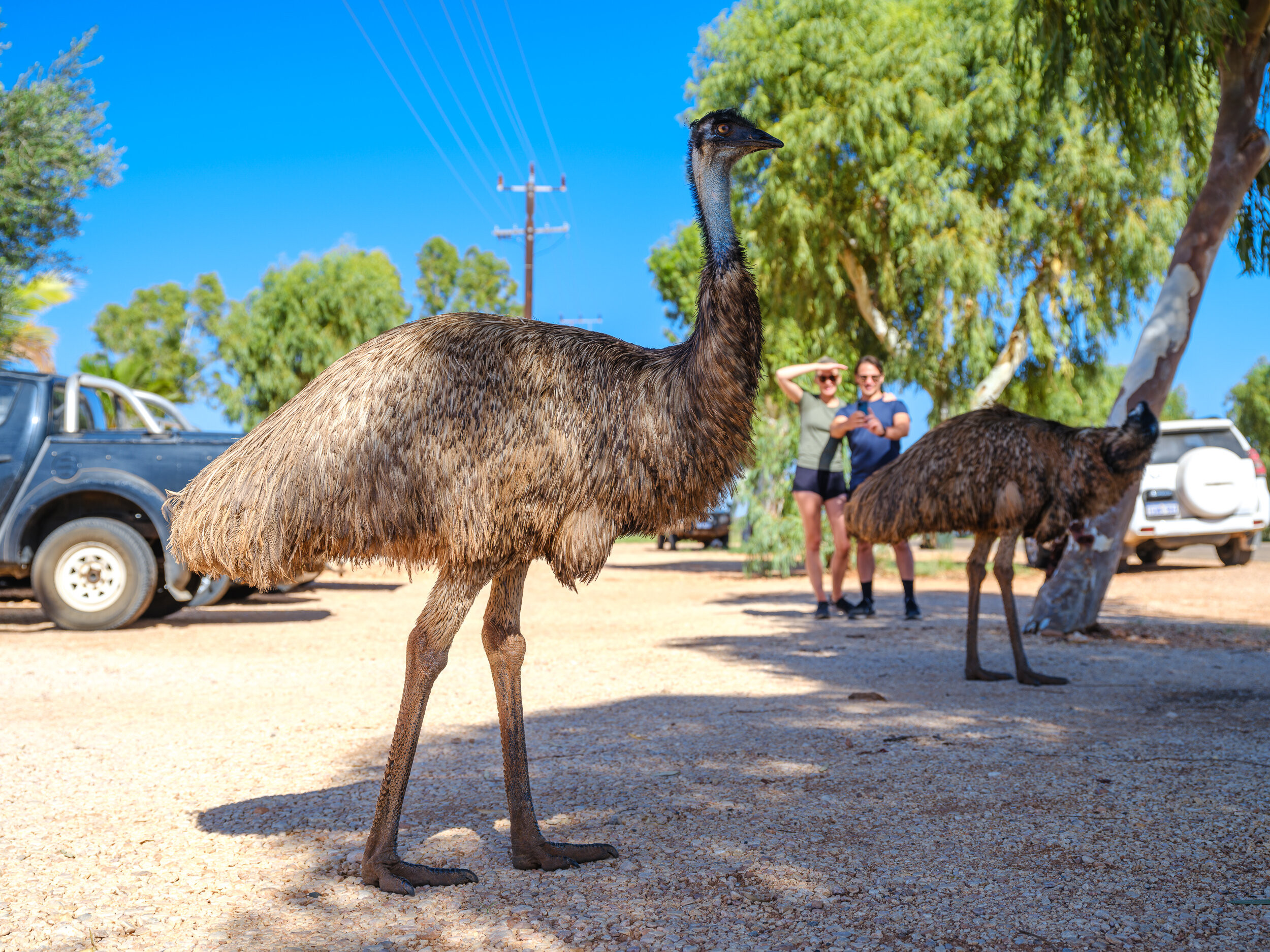Exmouth emus