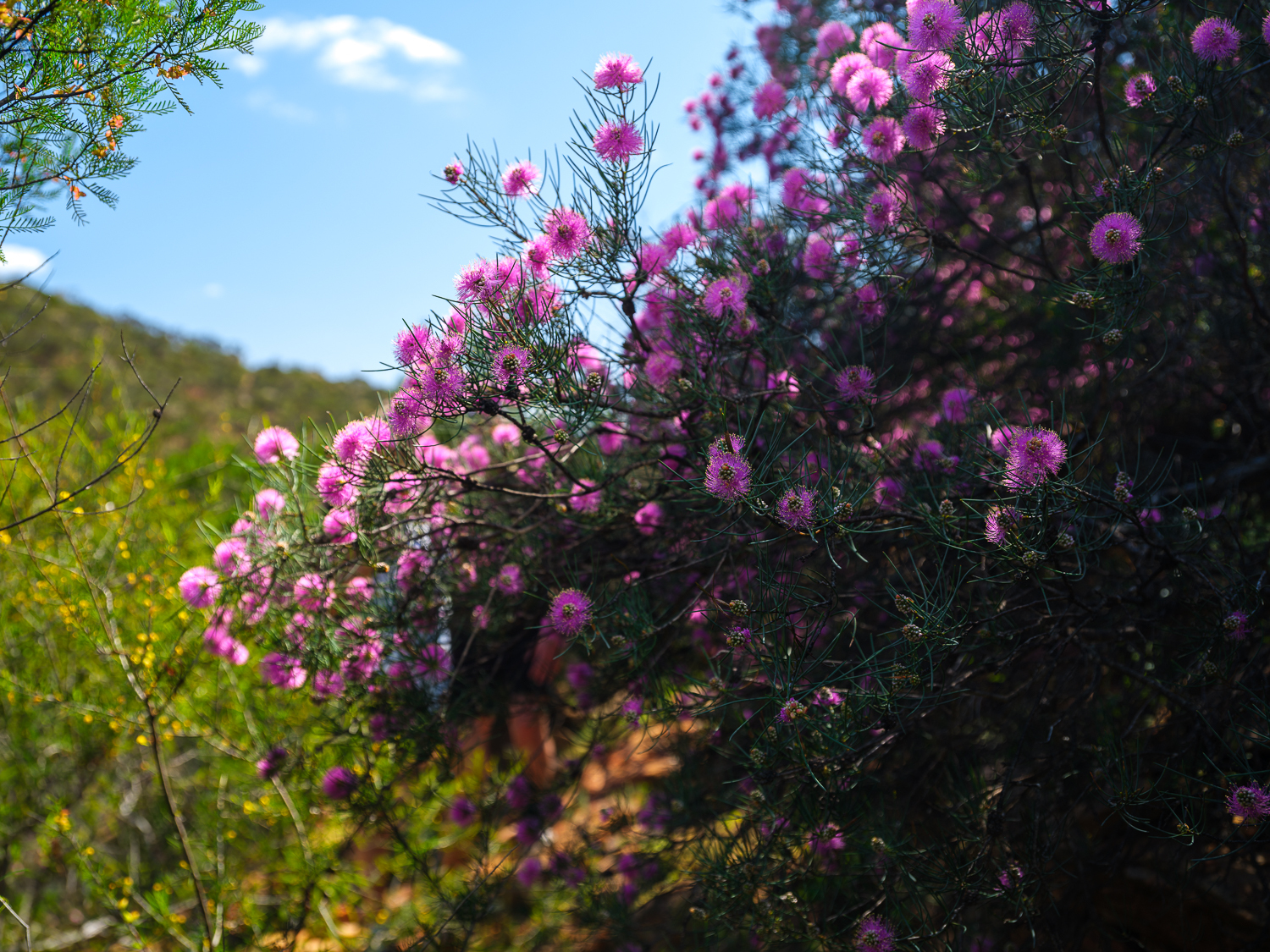 Four Ways Trail Wildflowers