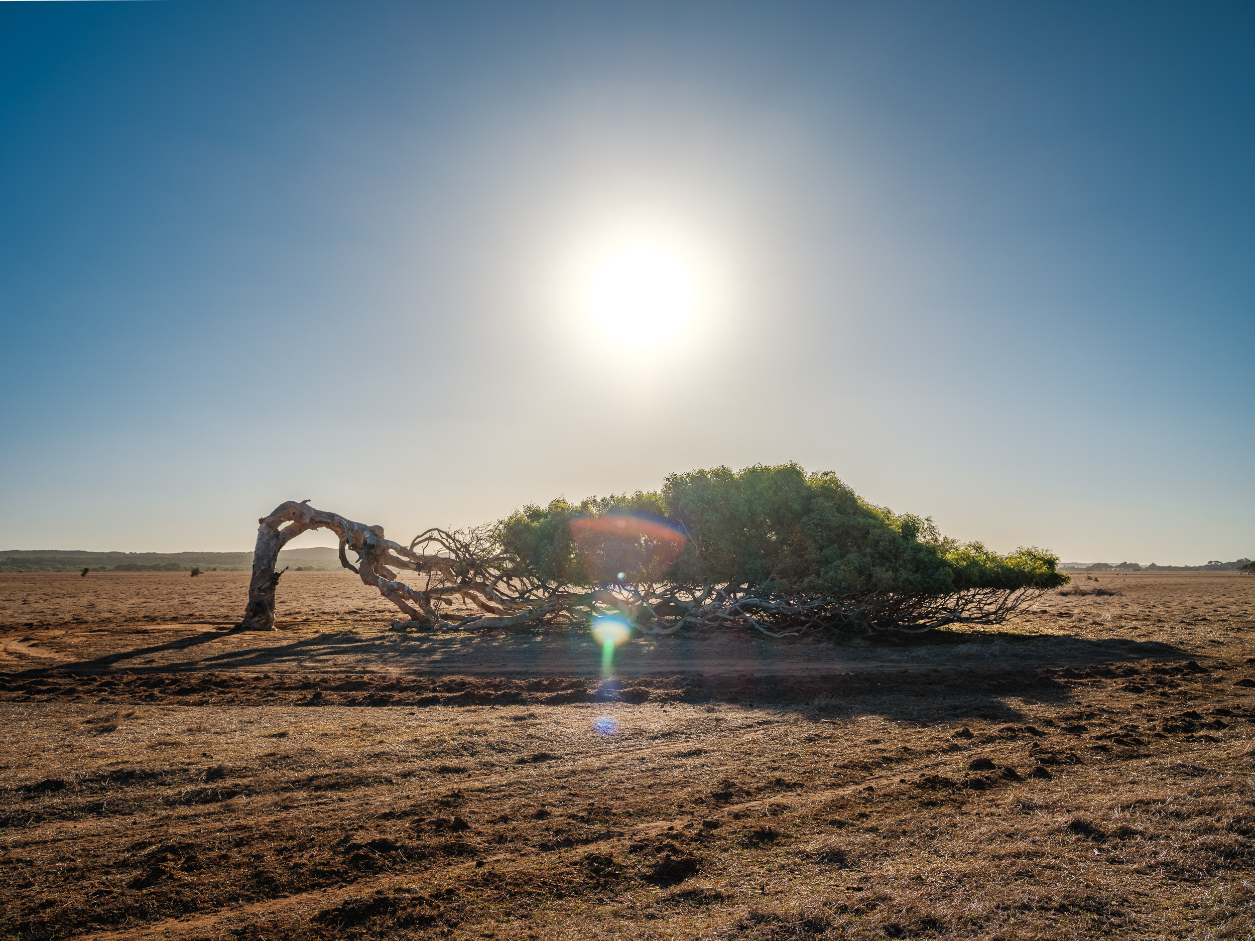 Greenough Leaning Tree