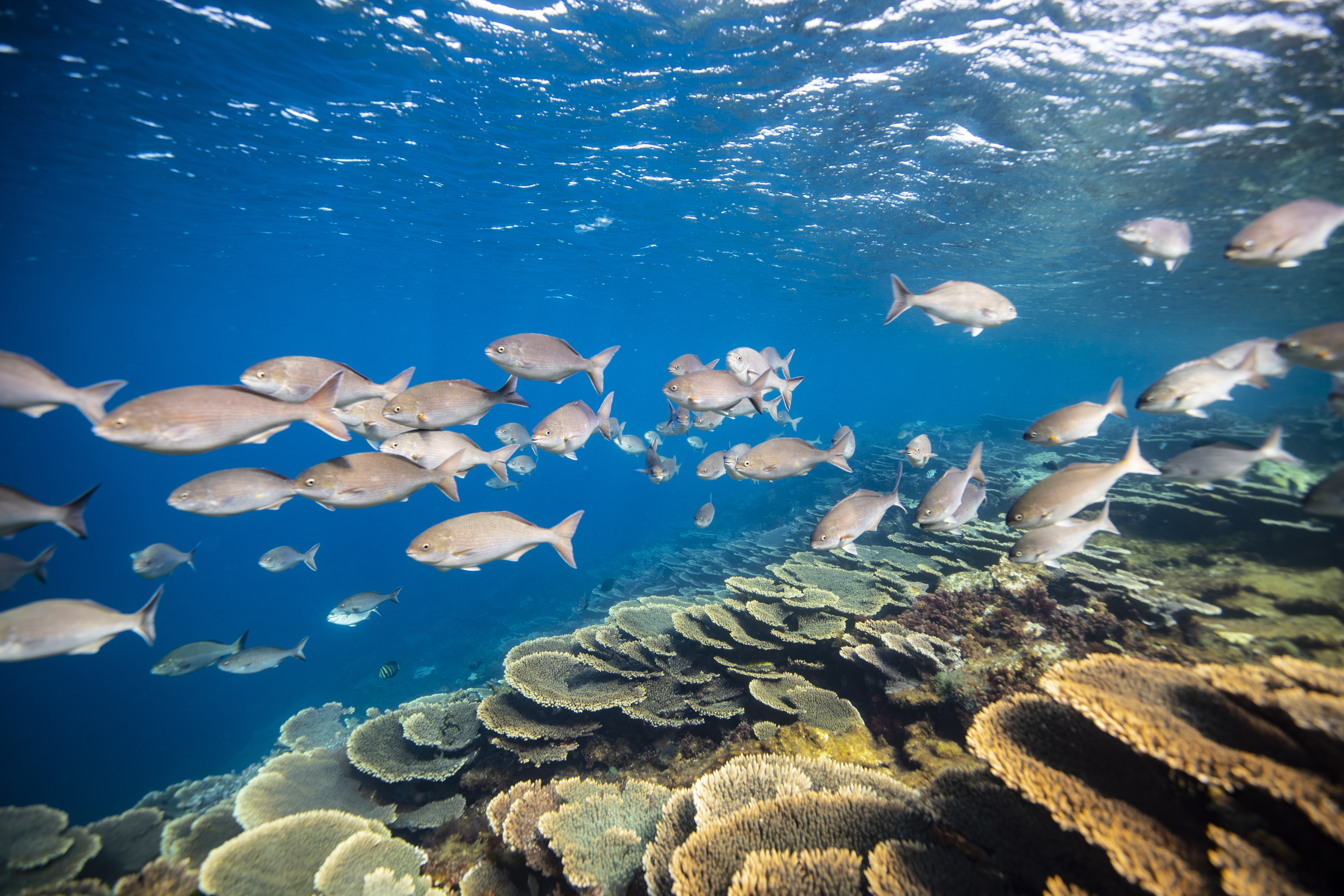 Houtman Abrolhos Islands 3