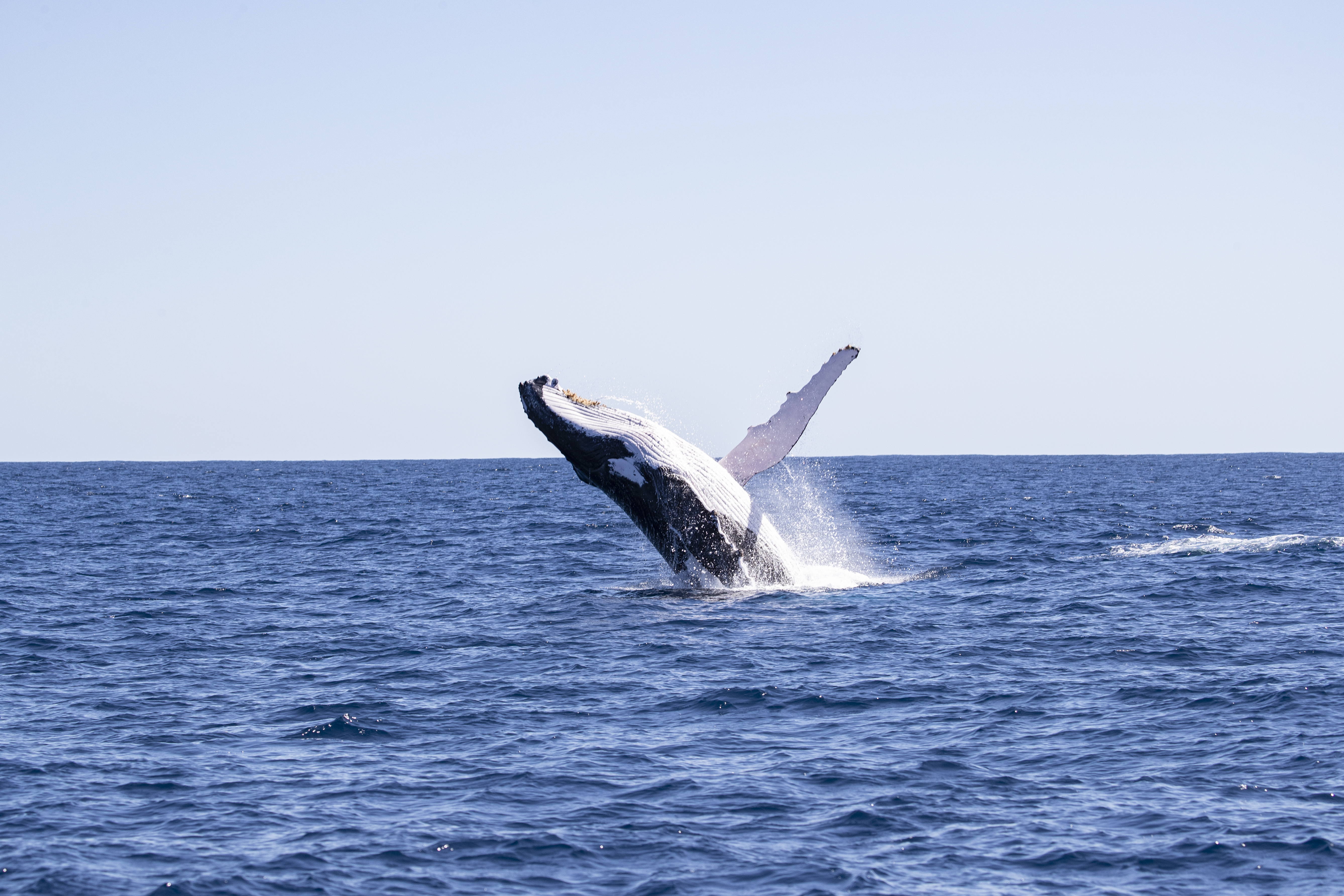 Humpback whale breach