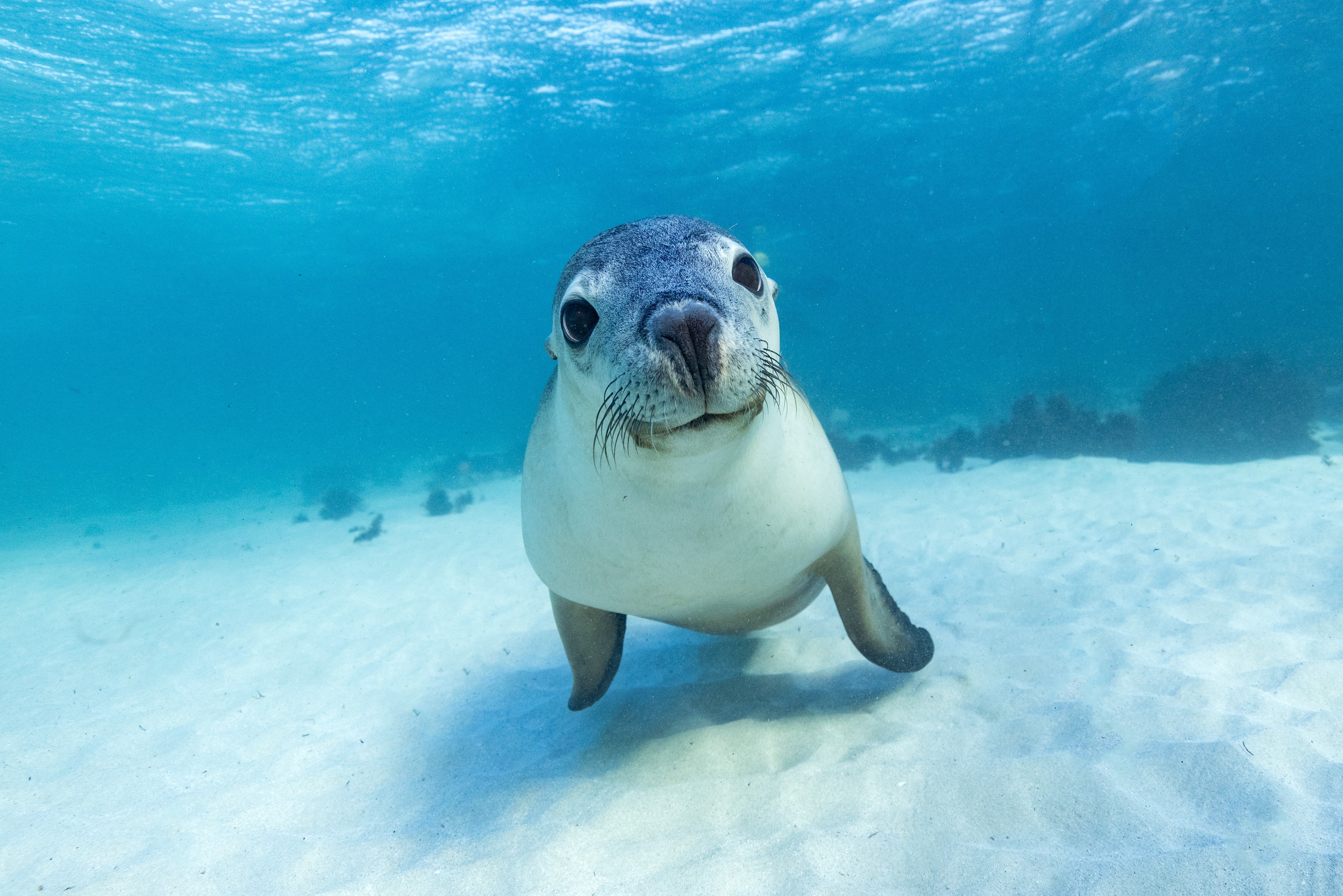 Jurien Bay Sea Lion