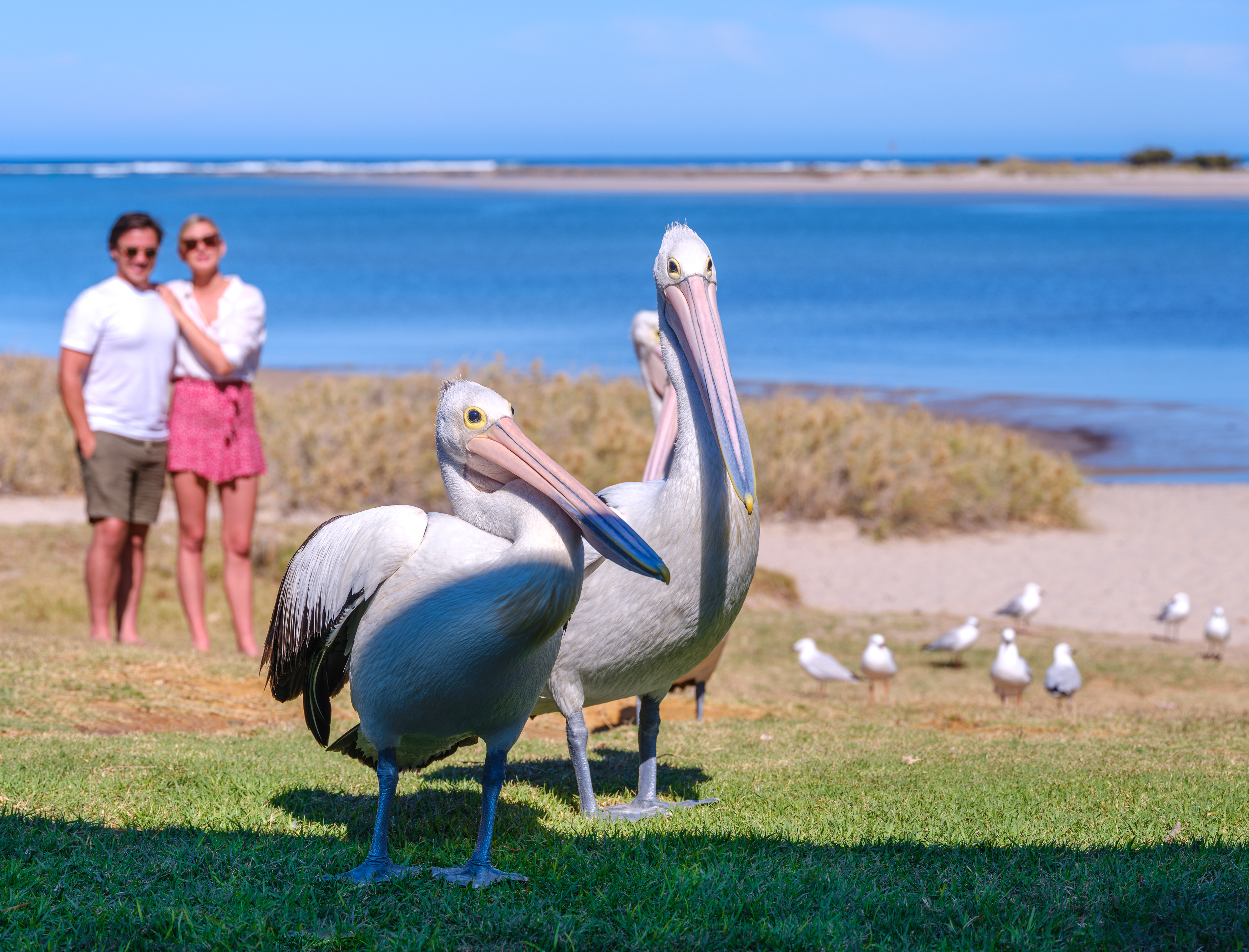 Kalbarri Pelican Feeding