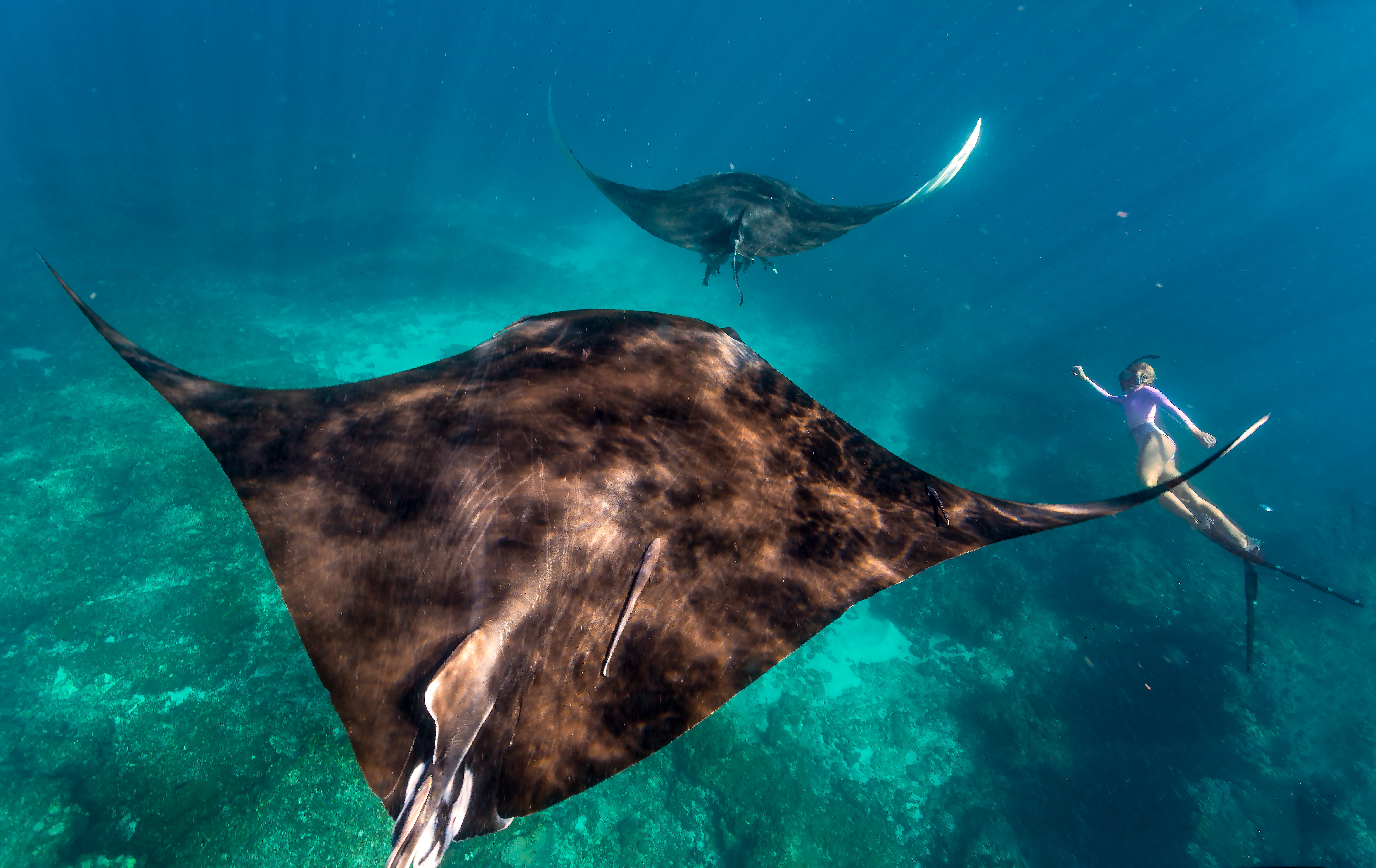 Manta rays Ningaloo Reef 2