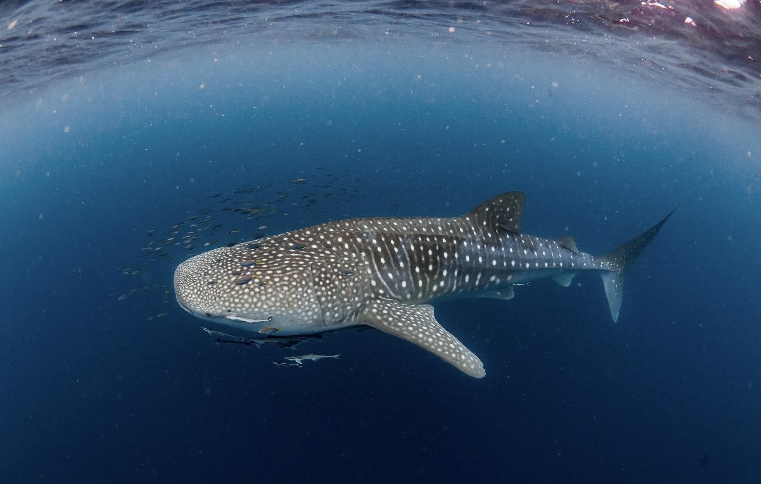Ningaloo Whale Shark outoftheblue au