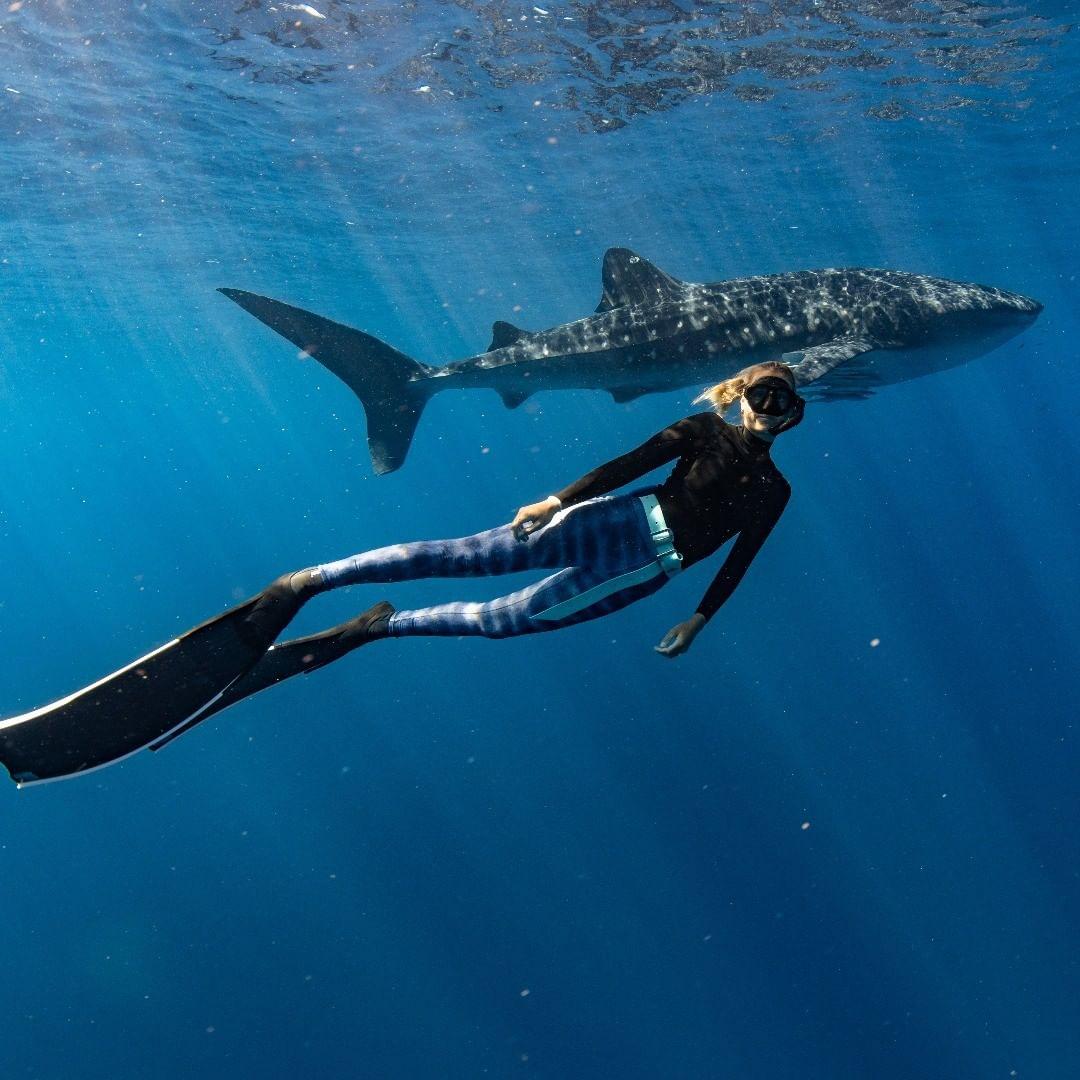 Whale Shark Ningaloo Bob Gray
