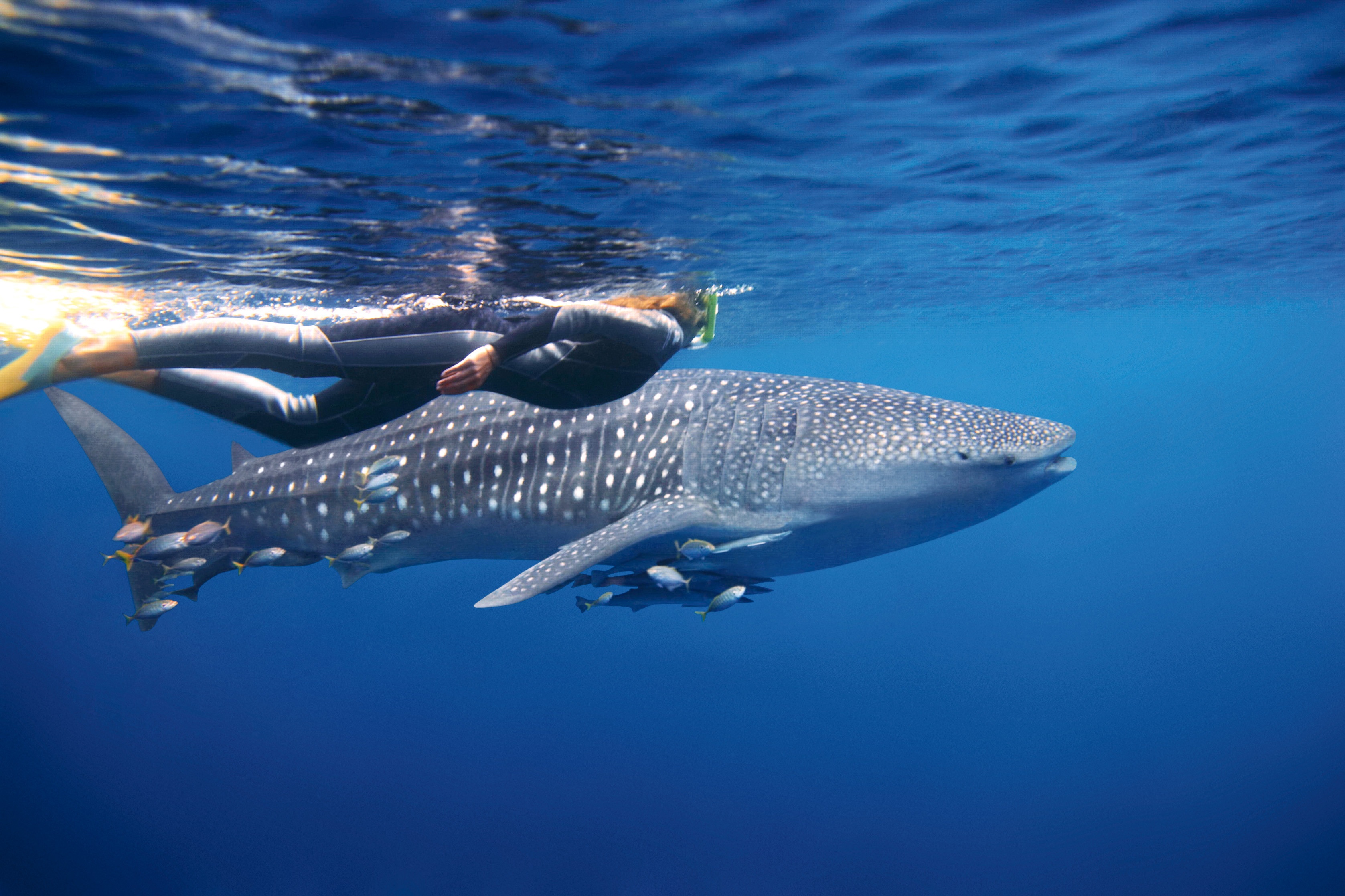 Whale Shark Ningaloo Swimmer Tourism Australi Image Library
