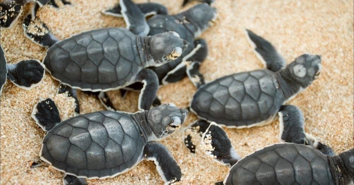 Turtle Nesting Season Australia's Coral Coast