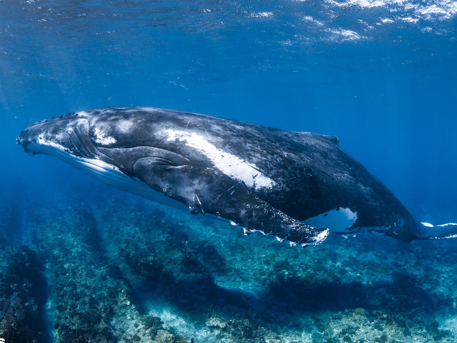 Kings Ningaloo Reef Tours Australia's Coral Coast